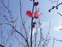 -香雪海
