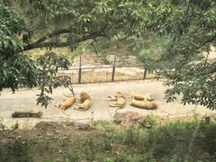 -大连森林动物园