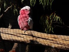 -费瑟代尔野生动物园