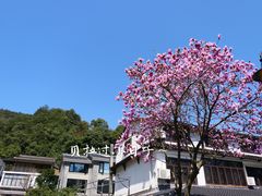 -十八棵（老龙井）御茶园(老龙井店)