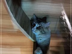 -白兔子密室(长寿路店)