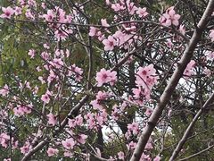 -高东镇樱花园