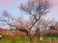 -梅花山(明孝陵内)