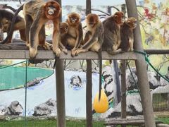 -西霞口神雕山野生动物世界