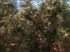 -上海昆虫博物馆