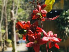 -莫里热带雨林景区