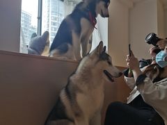 -Husky Go! 哈士奇体验馆·宠物咖啡厅狗咖