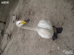 -新疆天山野生动物园