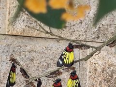 -神光山国家森林公园