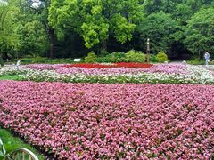 -上海共青森林公园