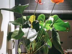 -荷风细雨·中国茶宴(碧云店)