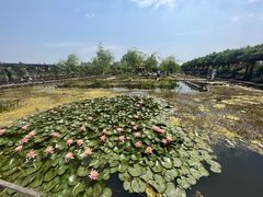 -同銮特种养殖场·龙虾垂钓