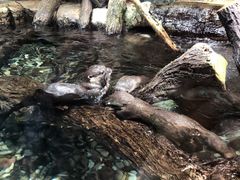 -迪拜水族馆及水下动物园