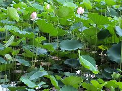 -荔湾湖公园