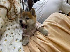 -逗柴咖啡屋·狗咖猫咖宠物桌游