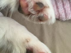 -怪兽屋·羊驼·猫咖·狗咖(俊华广场店)