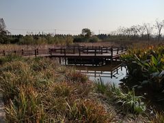 -上海长兴岛郊野公园