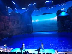 -芜湖新华联大白鲸海洋公园