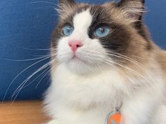 -伟伟宠物医院·瑞派猫友好医院·猫科(光谷店)