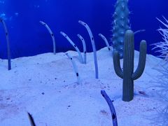 -芜湖新华联大白鲸海洋公园