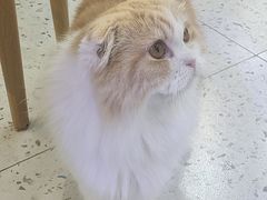 -喵园·猫主题咖啡厅·撸猫·猫咖(国贸店)