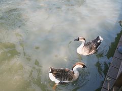 -海珠湖公园