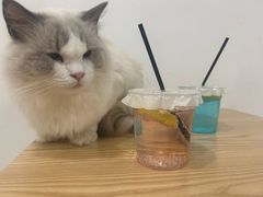 -有喵·猫咖·狗咖·30几只猫10只小狗(岗厦店)