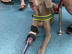 -北京赛佳动物医院