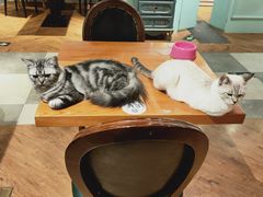 -猫小院猫主题餐厅(三里屯店)