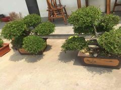 -呼吸森林·生态农庄农家乐私房菜