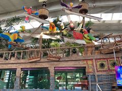 -南宫五洲植物乐园