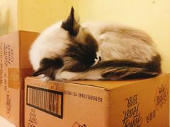 -猫色咖啡·猫咖