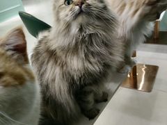 -安格丽娜·狗咖·猫咖羊驼咖(春熙路百盛商场店)