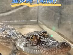 -正佳雨林生态植物园