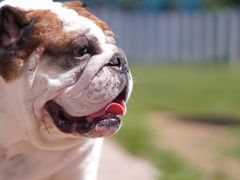 -趣玩宠物乐园寄养训犬训狗游泳池