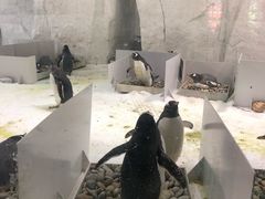 -大连圣亚海洋世界