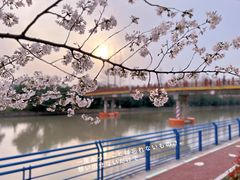 -高东镇樱花园