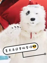 -Mr·Kuma酷么先生雪之乐园