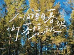 -乌兰布统景区-白桦林