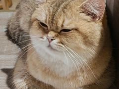 -藏猫猫咖啡主题馆(中央大道店)