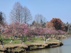 -上海海湾国家森林公园