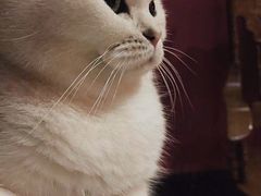 -猫色咖啡·猫咖