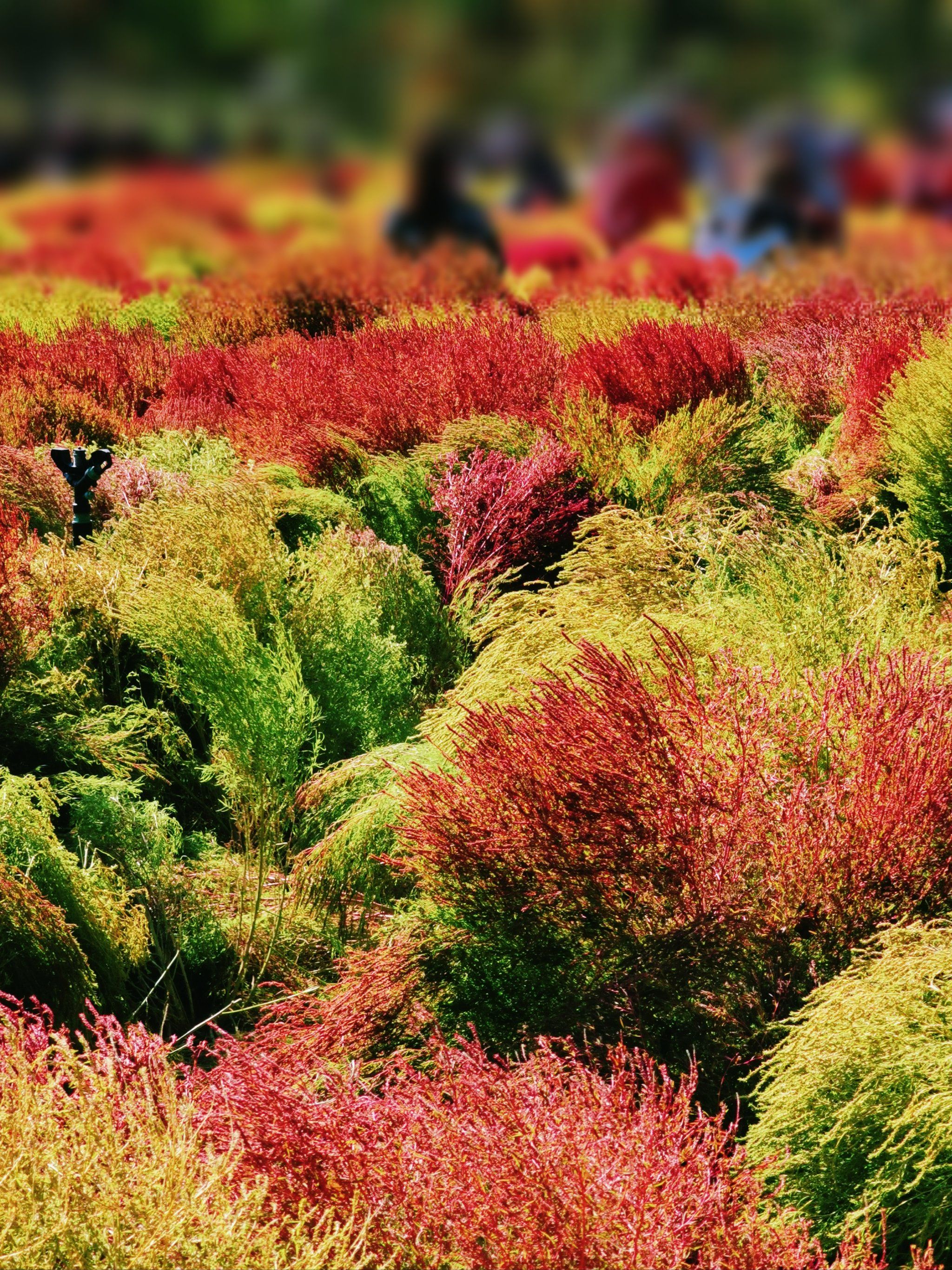 奥森真的是宝藏公园啊,特别是秋天还有花花草草可以拍拍拍📷📷
