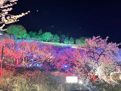 -香雪海