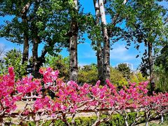 -海棠花溪(元大都城垣遗址公园)