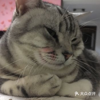 事实证明，美短真的是超级！好牌气！