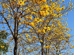 -天适樱花悠乐园