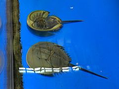 -上海海洋水族馆