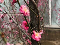 -北京鹫峰国家森林公园