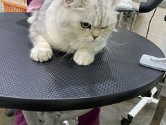 -暖阳宠物医院·犬猫康复中心·骨科